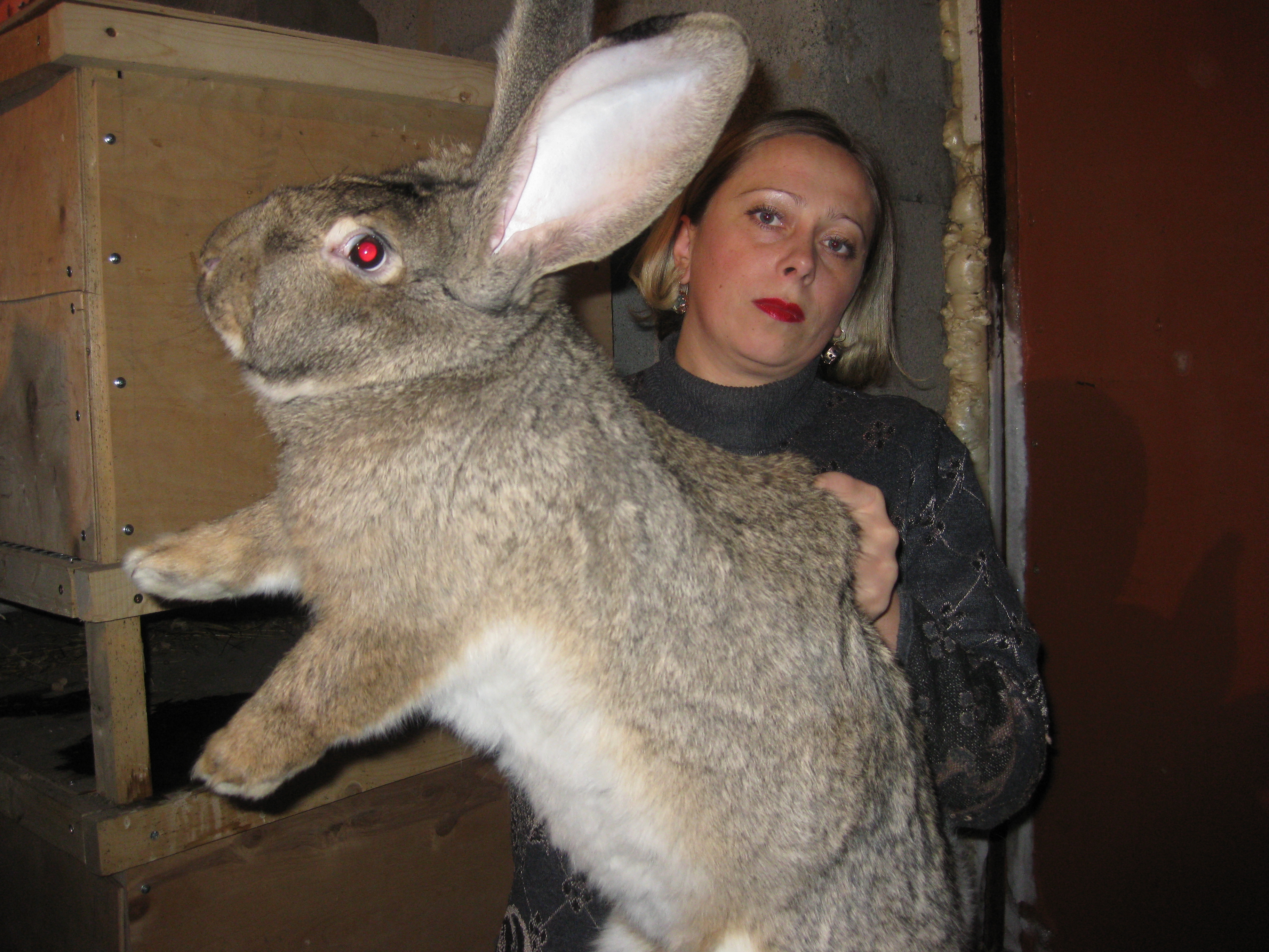Где сейчас кролики. Бургундская Фландр кролики. Бельгийский великан. Кролик Фландр бельгийский великан черный. Алиса кроликов великанов порода.